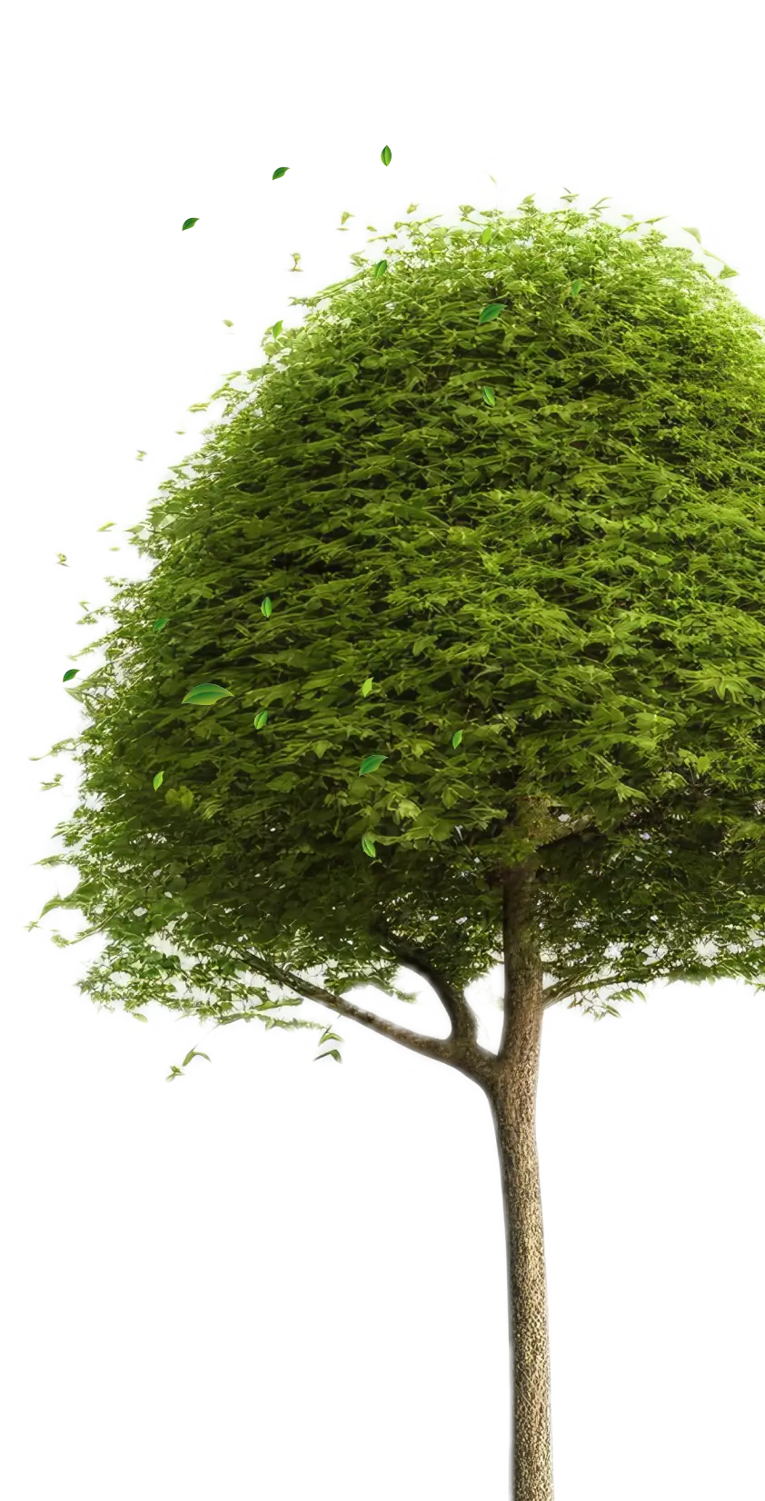 tree image